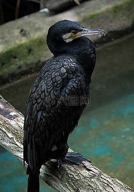 鷹,水,鳥