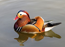 野生,普通話,鴨