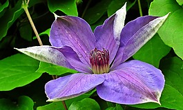 花,铁线莲,蓝色