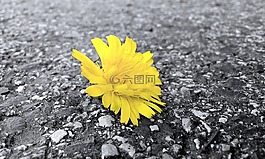 自然,戶外,花