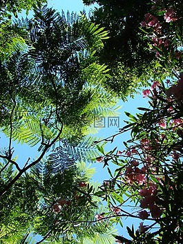 植物區(qū)系,摩洛哥,樹木