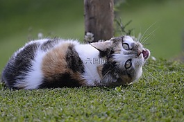 猫,hildegard,国内的猫
