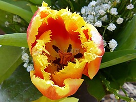 宏,關(guān)閉,開(kāi)花