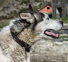 狗,huskey,寵物