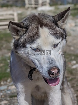 狗,huskey,寵物