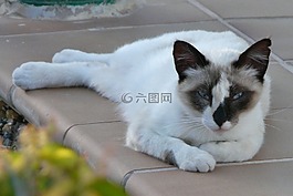貓,躺在,注意