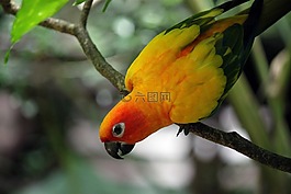 鸚鵡,樹,鳥