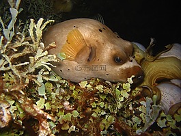 arothron nigropunctatus,魚,海