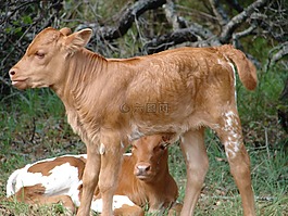 小牛,嬰兒,牛