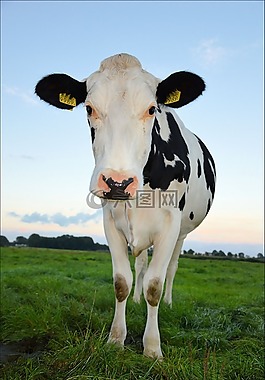 奶牛,動物,哺乳動物