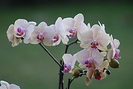 蘭花,花,性質(zhì)