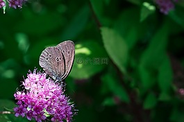 蝴蝶,烟囱扫描,aphantopus hyperantus