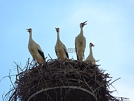 鸛,巢,鳥