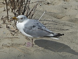 海鷗,沙,鳥
