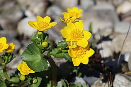 花,性質(zhì),黃色花