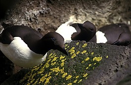常見的 murre,鳥,巖
