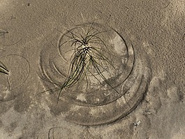 沙,海灘,葉草