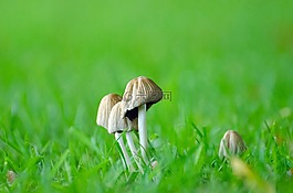 蘑菇,草,季節(jié)