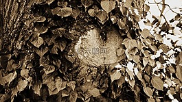樹,吠,科