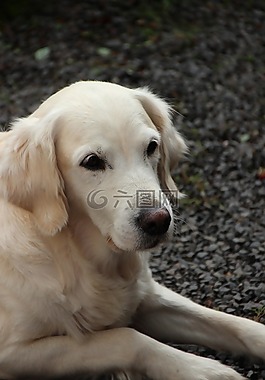 金毛獵犬,狗,可愛