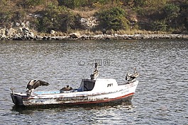 捕魚,海,景觀