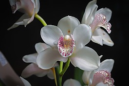 蘭花,花,廠