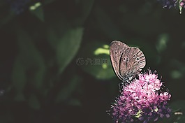 蝴蝶,烟囱扫描,aphantopus hyperantus