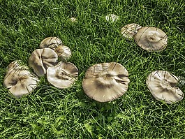 蘑菇,真菌,食品