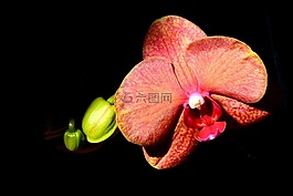 蘭花,開花,花