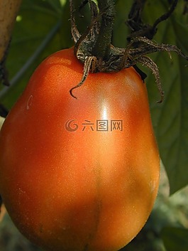 番茄,蔬菜,植物
