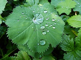 一滴水,植物葉片,雨滴