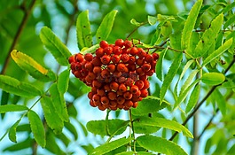 秋,漿果,枝杈