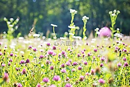 野花,草甸,高草