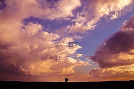 天空,孤独,树
