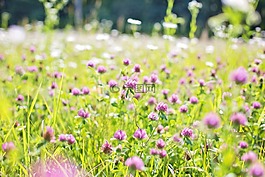 野花,草甸,高草