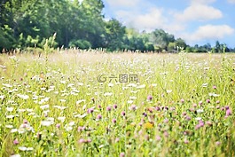 野花,草甸,高草