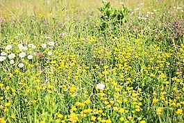野花,草甸,高草