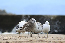 動(dòng)物,海,海灘