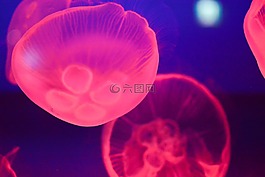 水母,水族館,魚缸