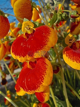 鮮花,黃色,紅色