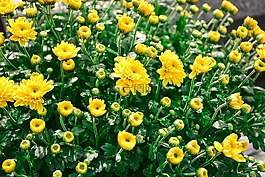 花,黃色,鮮花