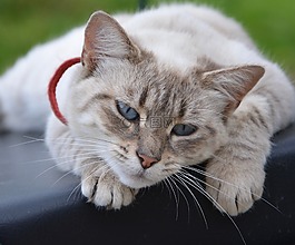 猫,猫趴,宁静