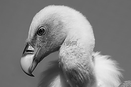 兀鷲,鳥(niǎo),捕食者