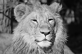 獅子,動物,捕食者