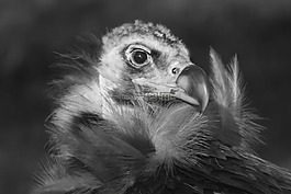 兀鷲,鳥(niǎo),捕食者
