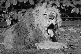 獅子,動物,捕食者