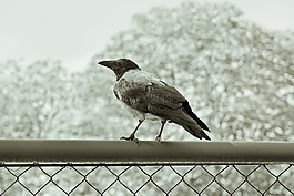 烏鴉,鳥,動物
