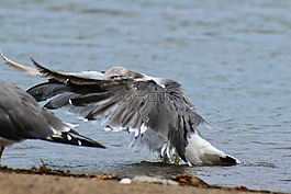 動(dòng)物,海,海灘