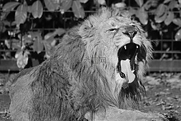 獅子,動物,捕食者