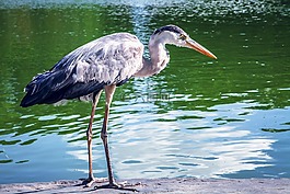 自然,鳥,公園